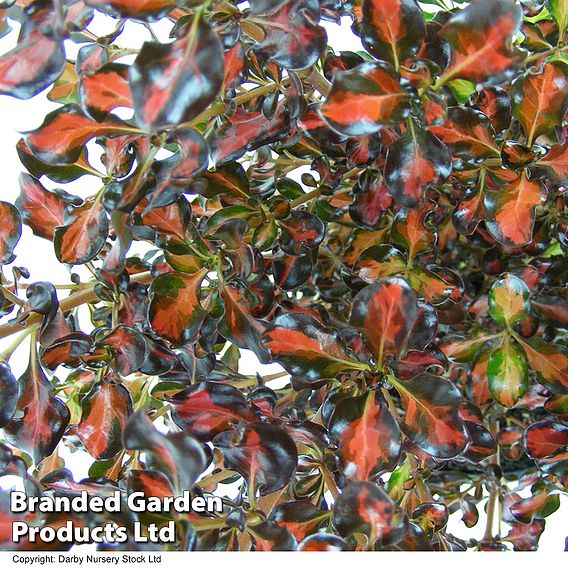 Coprosma repens 'Pacific Sunset'