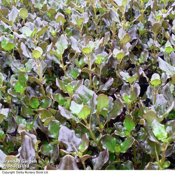 Coprosma repens 'Pacific Night'
