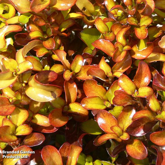 Coprosma repens 'Pina Colada'