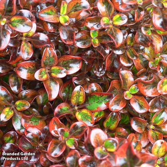 Coprosma repens 'Tequila Sunrise'