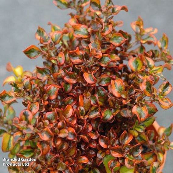 Coprosma repens 'Tequila Sunrise'