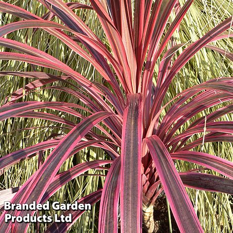 Cordyline 'Southern Splendour'