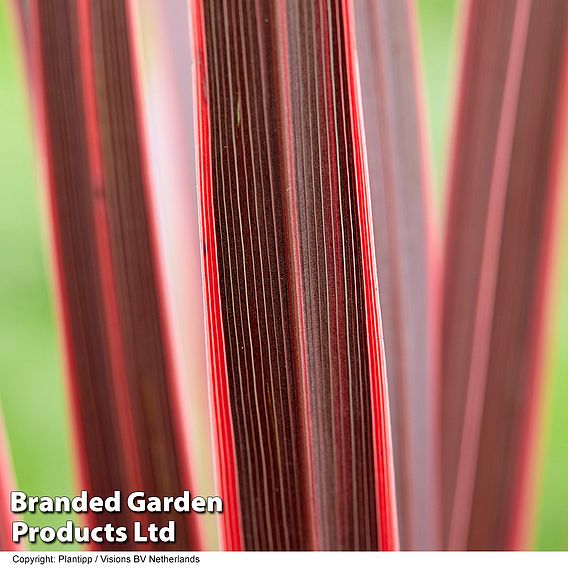 Cordyline 'Charlie Boy'