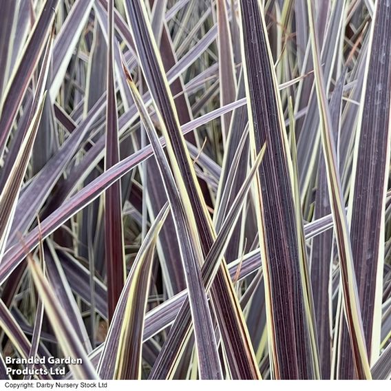 Cordyline banksii 'Electric Flash'