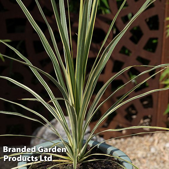 Cordyline australis 'Lime Passion'