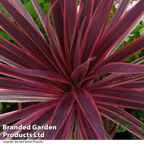 Cordyline 'Torbay Red'