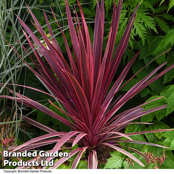 Cordyline 'Torbay Red'