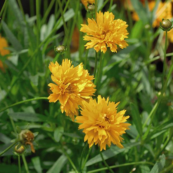 Coreopsis Golden Joy