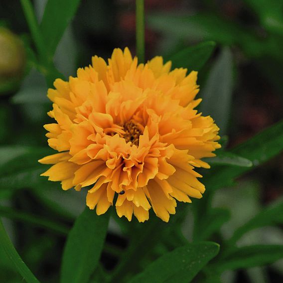 Coreopsis Golden Joy