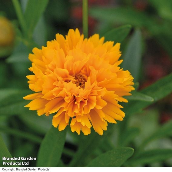 Coreopsis 'Golden Joy'