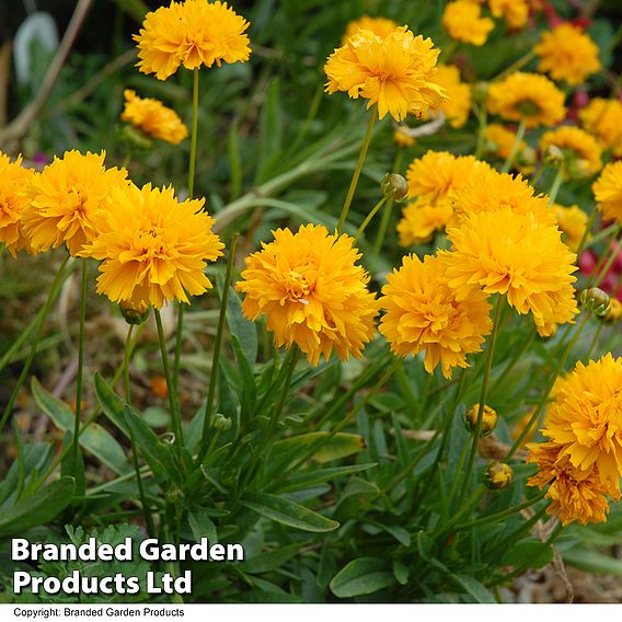 Coreopsis Golden Joy