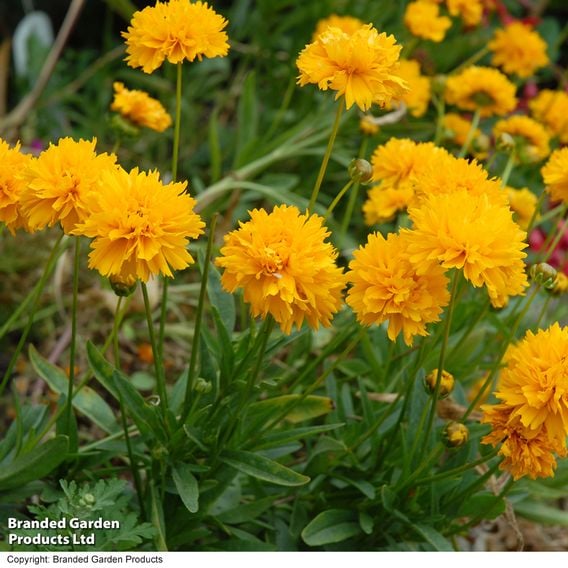 Coreopsis 'Golden Joy'