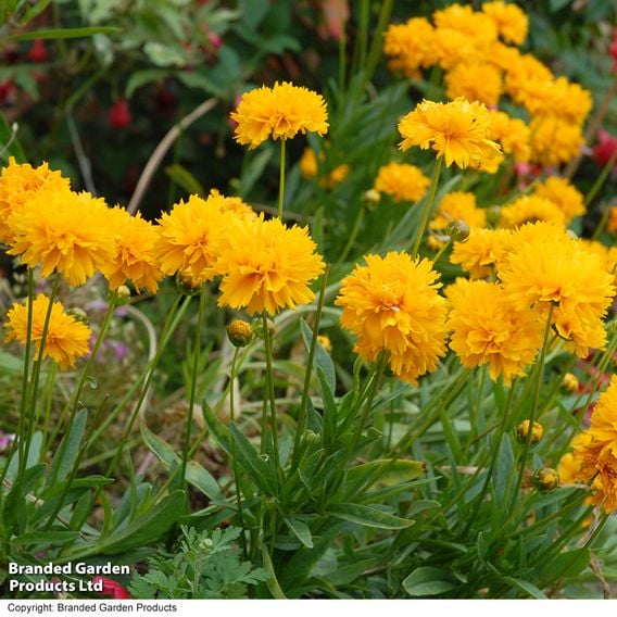 Coreopsis 'Golden Joy'
