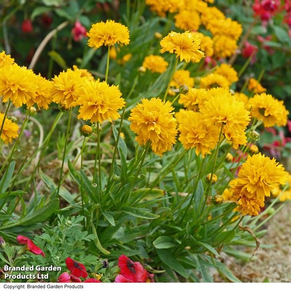Coreopsis 'Golden Joy'
