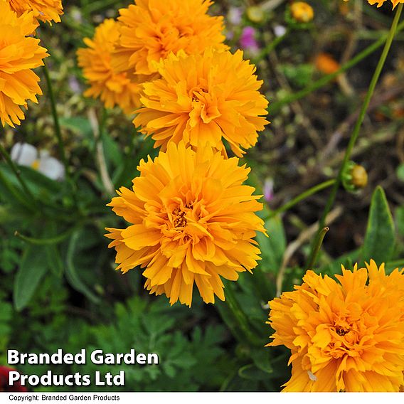 Coreopsis Golden Joy