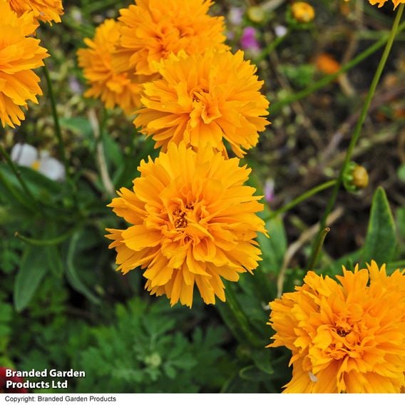 Coreopsis 'Golden Joy'