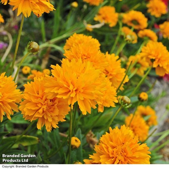 Coreopsis 'Golden Joy'