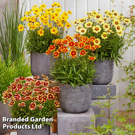 Coreopsis 'Solar Collection'