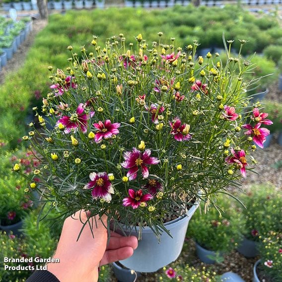 Coreopsis verticillata 'Sizzle & Spice Zesty Zinger'