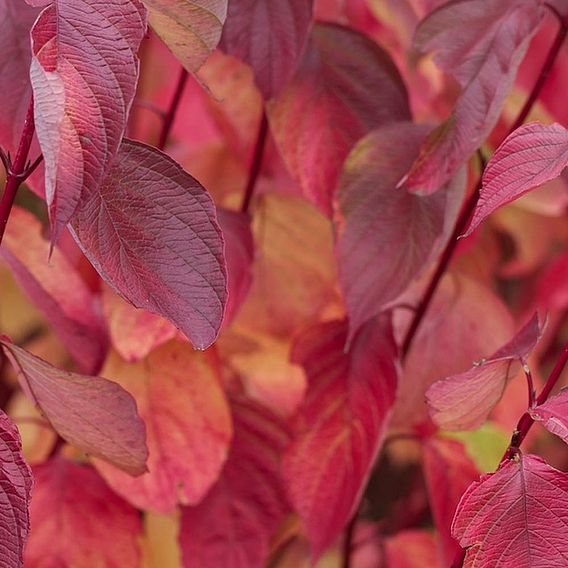 Cornus alba 'Sibirica' (Hedging)