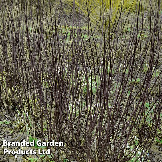 Cornus alba 'Kesselringii' (Hedging)
