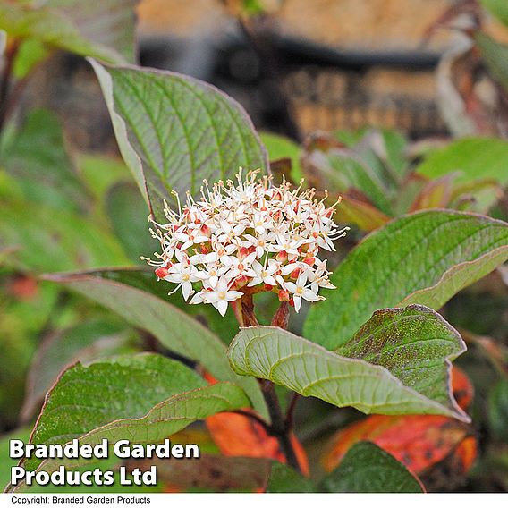 Cornus alba 'Kesselringii' (Hedging)