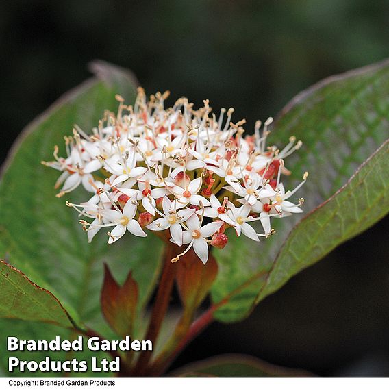 Cornus alba 'Kesselringii' (Hedging)
