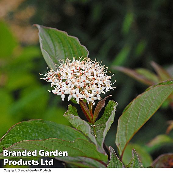 Cornus alba 'Kesselringii' (Hedging)