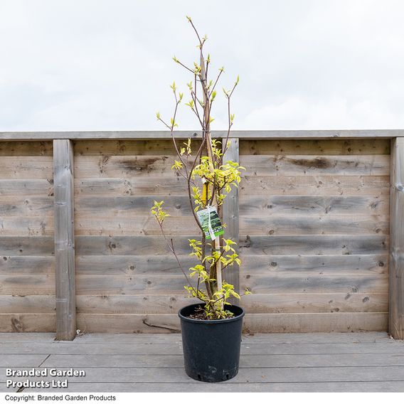 Cornus controversa 'Variegata'