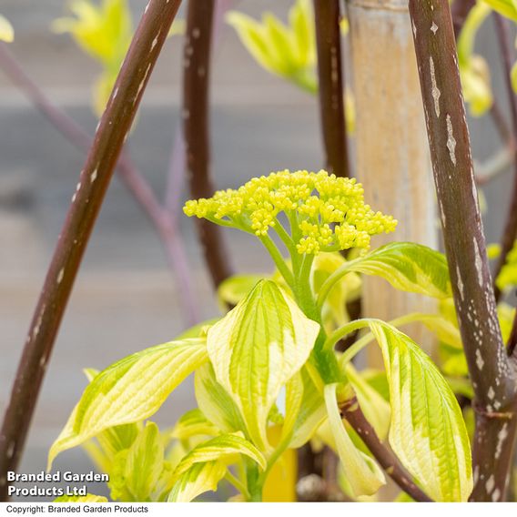 Cornus controversa 'Variegata'
