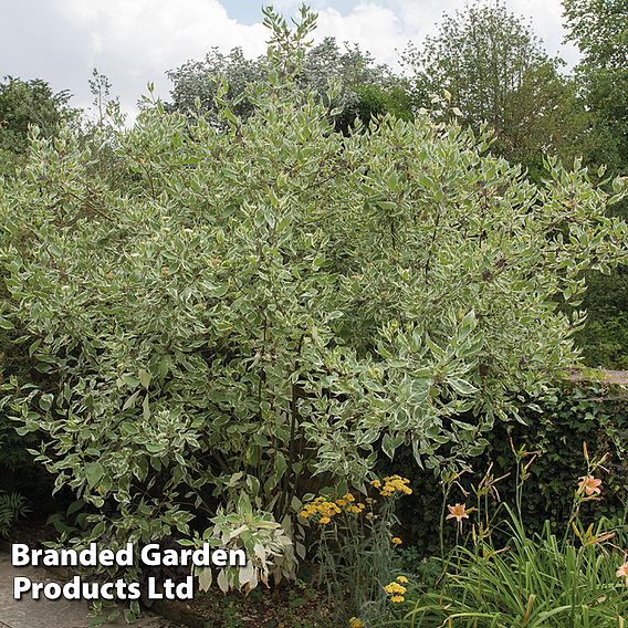 Cornus controversa 'Variegata'