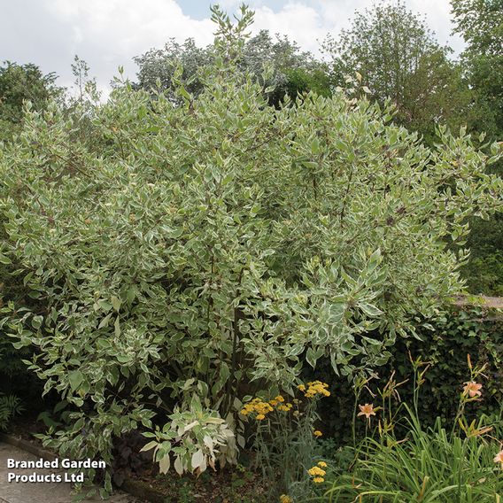 Cornus controversa 'Variegata'