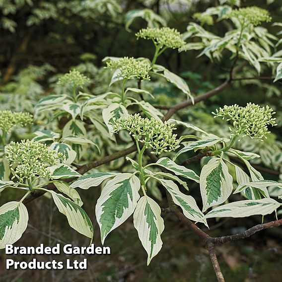 Cornus controversa 'Variegata'