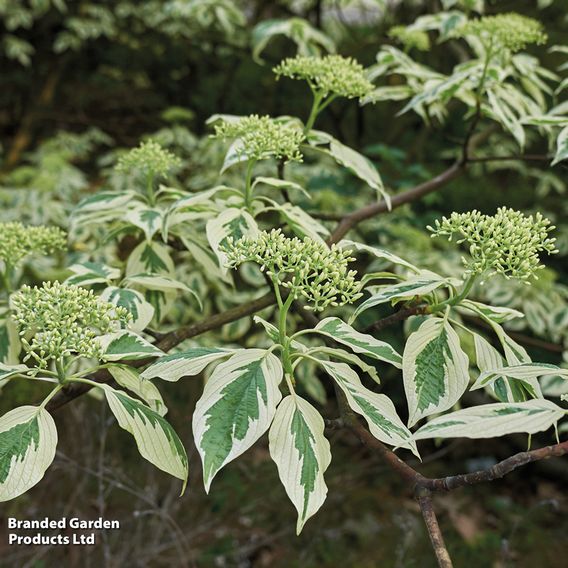 Cornus controversa 'Variegata'