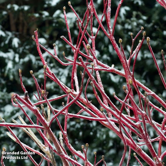 Cornus sericea 'Firedance First Editon'