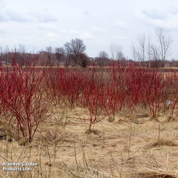 Cornus sericea 'Kelseyi'