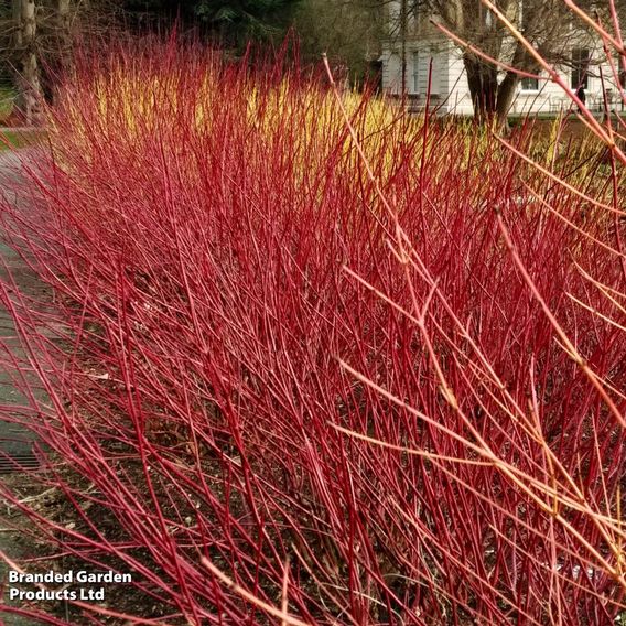 Cornus sericea 'Kelseyi'