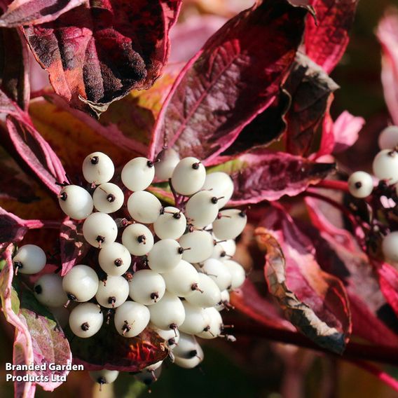 Cornus sericea 'Kelseyi'