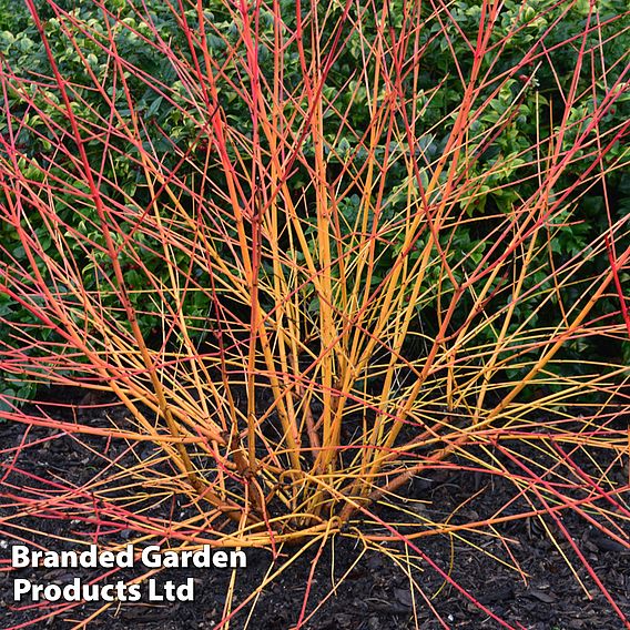 Cornus sanguinea 'Magic Flame'