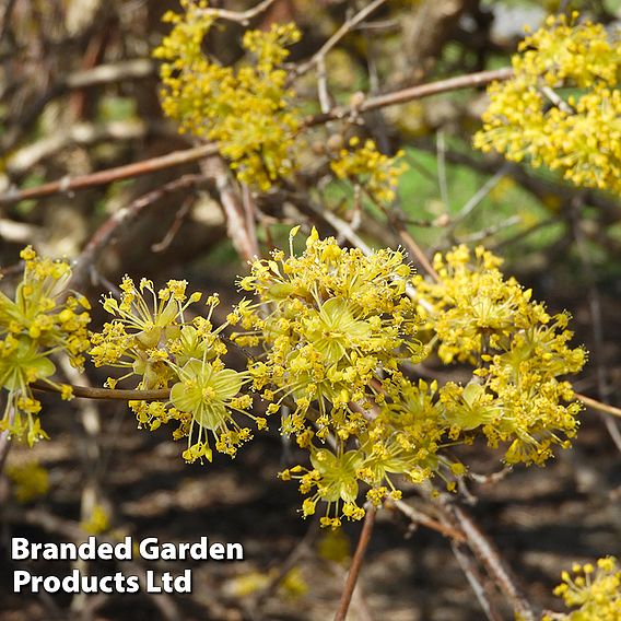 Cornus mas 'Jolico'
