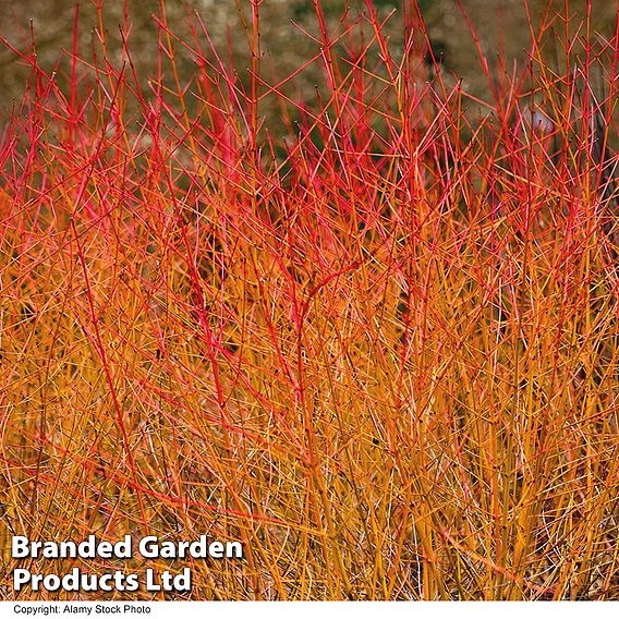 Cornus sanguinea 'Midwinter Fire'