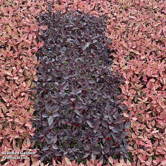 Cornus alba 'Nightfall'