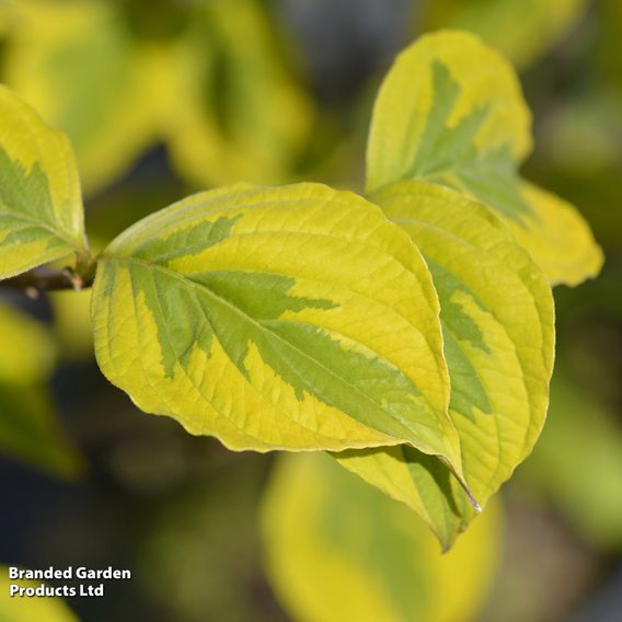 Cornus florida 'Rainbow'
