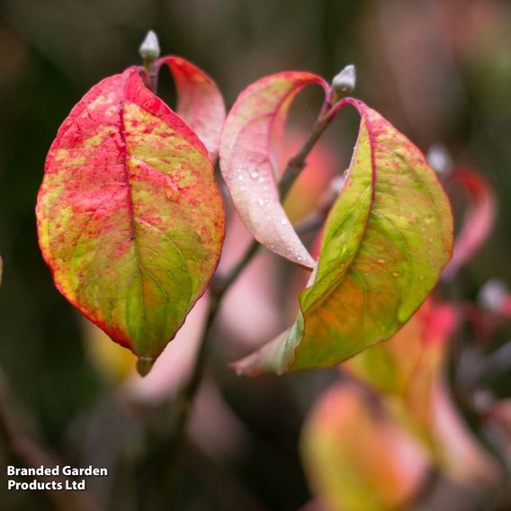 Cornus florida 'Rainbow'
