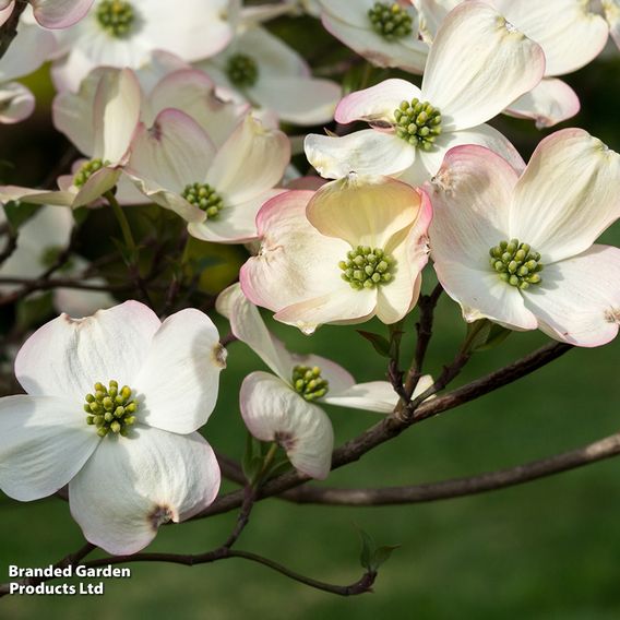 Cornus florida 'Rainbow'