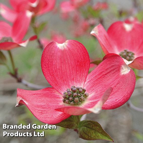 Cornus 'Royal Red'