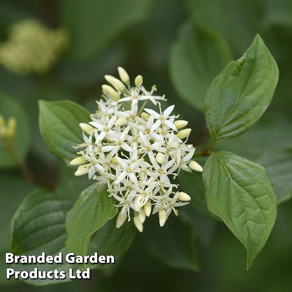 Common Dogwood (Hedging)