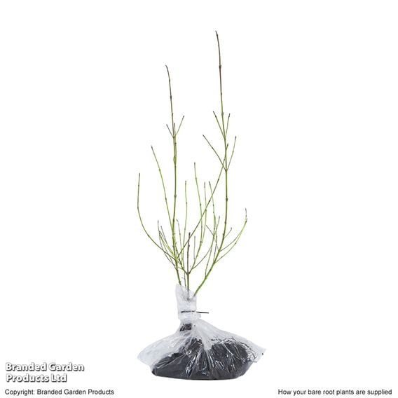 Common Dogwood (Hedging)