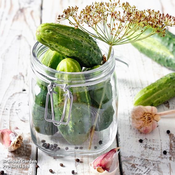 Cucumber 'Venlo Pickling' (Cornichon) - Seeds