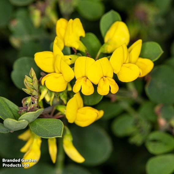 Coronilla glauca